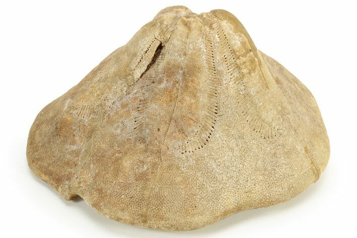 Miocene Fossil Echinoid (Clypeaster) - Taza, Morocco #114602